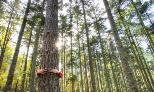 Ein Mensch umarmt einen Baum im Wald