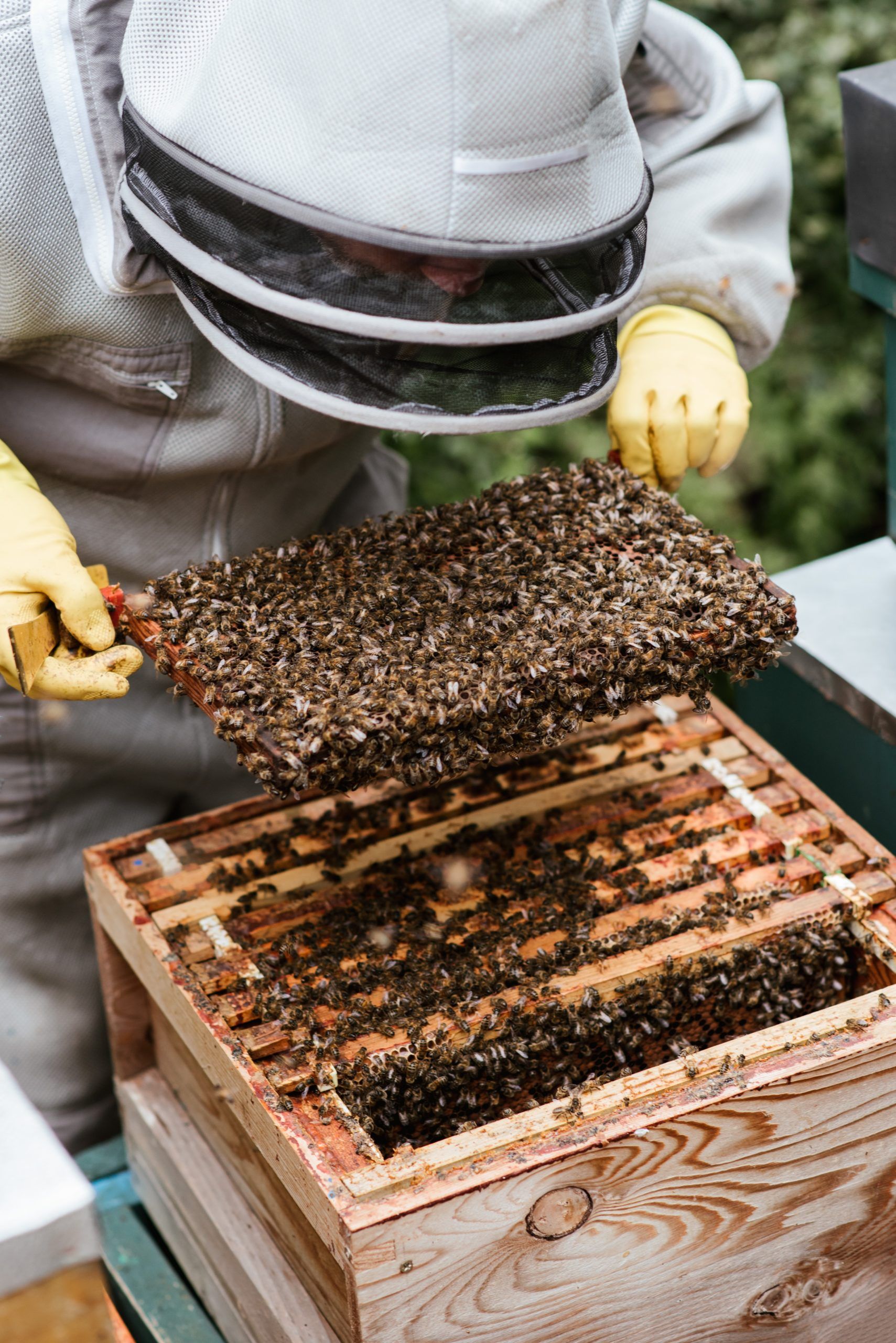 Imker beugt sich über Bienenstock