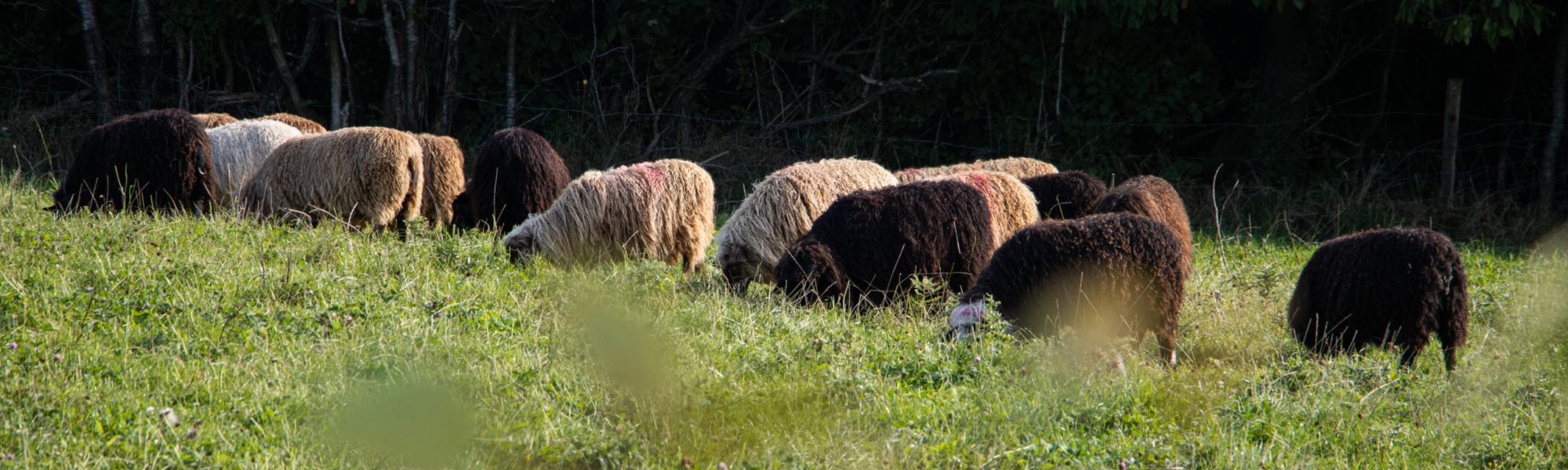 Schafe auf der Weide