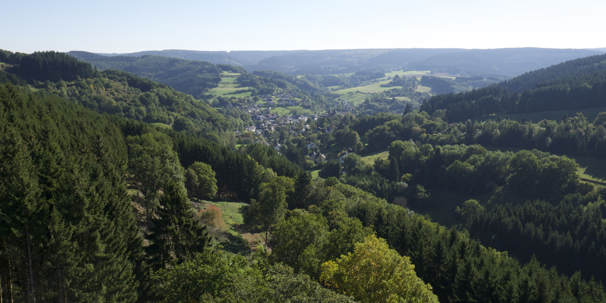 Panorama grüne Waldaussicht