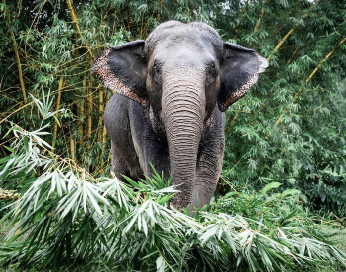 Elefant zwischen Pflanzen